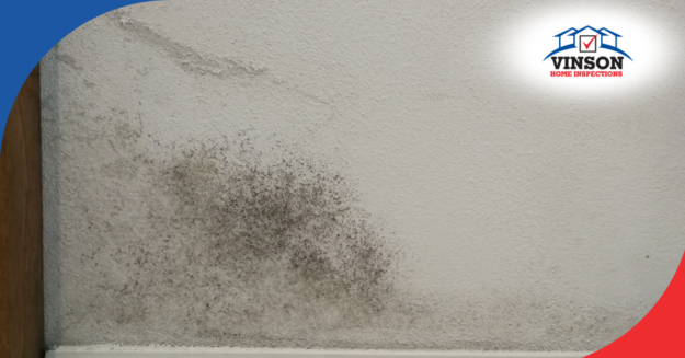 Close-up of mold growing on a wall