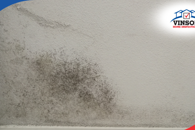 Close-up of mold growing on a wall