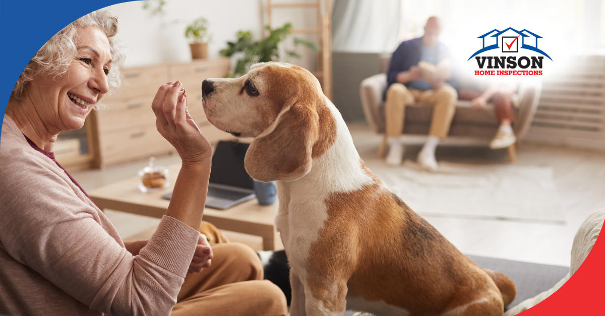 Smiling woman offering a treat to a beagle indoors.